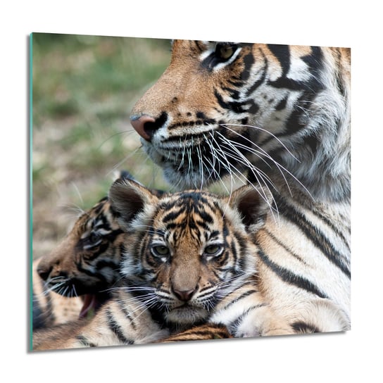 ArtprintCave, Obraz na szkle, Tygrys kot rodzina, 60x60 cm ArtPrintCave