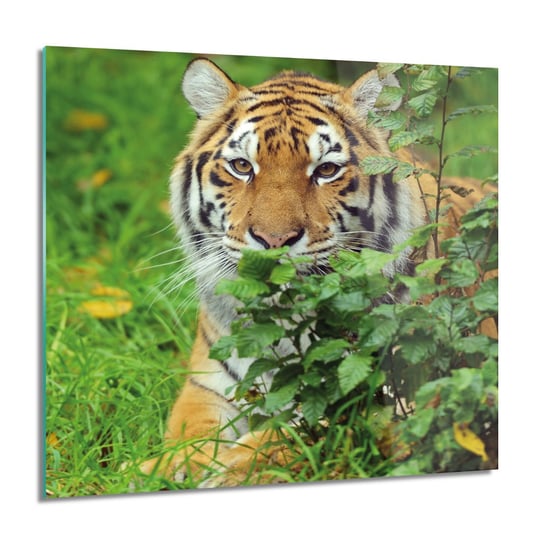 ArtprintCave, Obraz na szkle, Tygrys krzak trawa, 60x60 cm ArtPrintCave