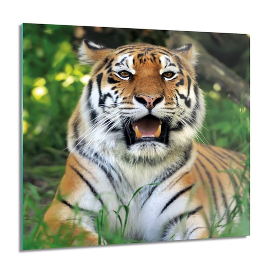 ArtprintCave, Obraz na szkle, Tygrys natura trawa, 60x60 cm ArtPrintCave