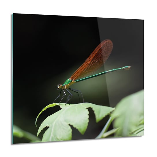 ArtprintCave, Obraz na szkle, Ważka owad liść, 60x60 cm ArtPrintCave