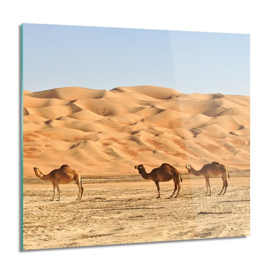 ArtprintCave, Obraz na szkle, Wielbłądy pustynia, 60x60 cm ArtPrintCave