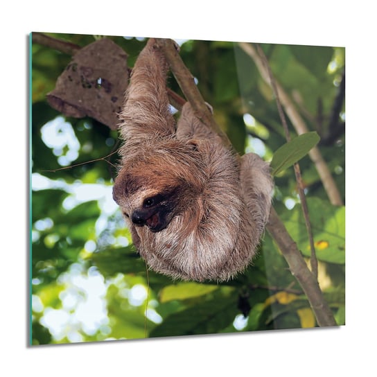 ArtprintCave, Obraz na szkle, Wiszący leniwiec las, 60x60 cm ArtPrintCave