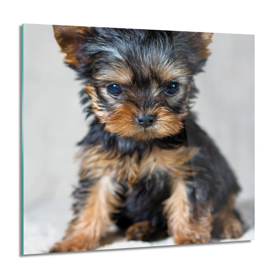 ArtprintCave, Obraz na szkle, YORK szczeniak pies, 60x60 cm ArtPrintCave