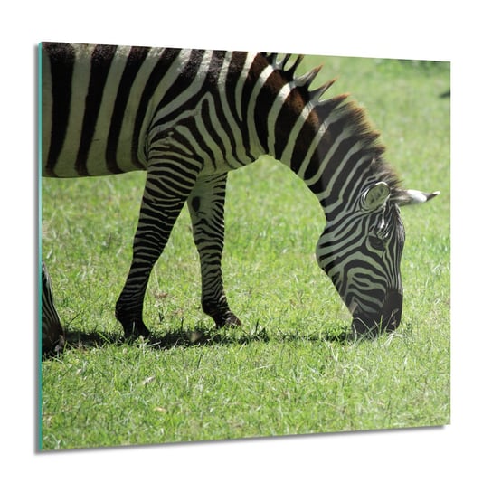 ArtprintCave, Obraz na szkle, Zebra trawa natura, nowoczesne, 60x60 cm ArtPrintCave