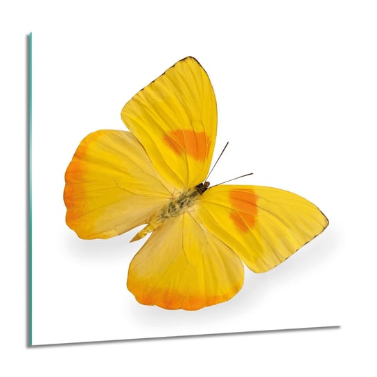 ArtprintCave, Obraz na szkle, Żółty motyl owad, 60x60 cm ArtPrintCave