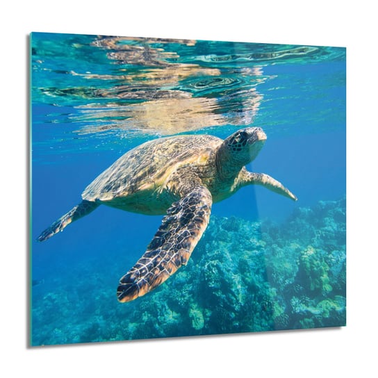 ArtprintCave, Obraz na szkle, Żółw gad woda ocean, 60x60 cm ArtPrintCave