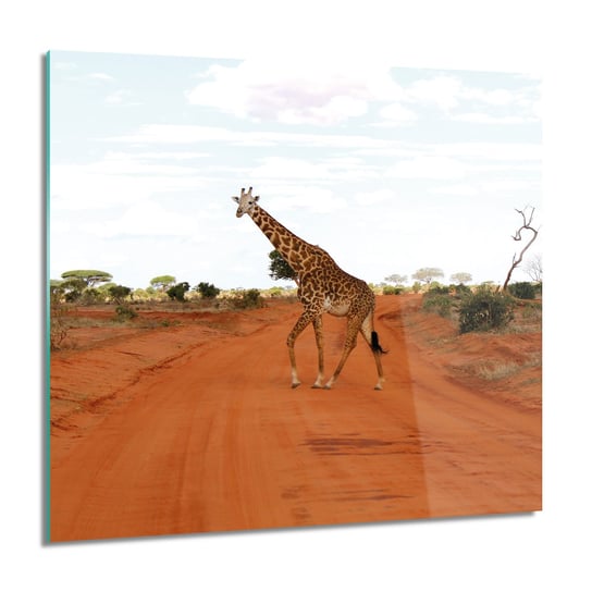 ArtprintCave, Obraz na szkle, Żyrafa droga sawanna, 60x60 cm ArtPrintCave