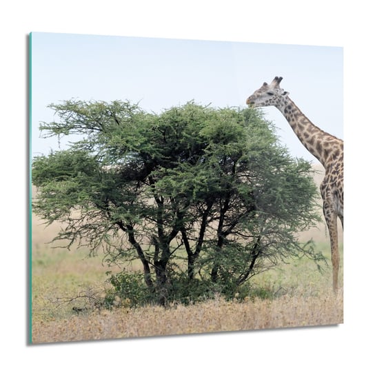 ArtprintCave, Obraz na szkle, Żyrafa drzewo trawa, 60x60 cm ArtPrintCave