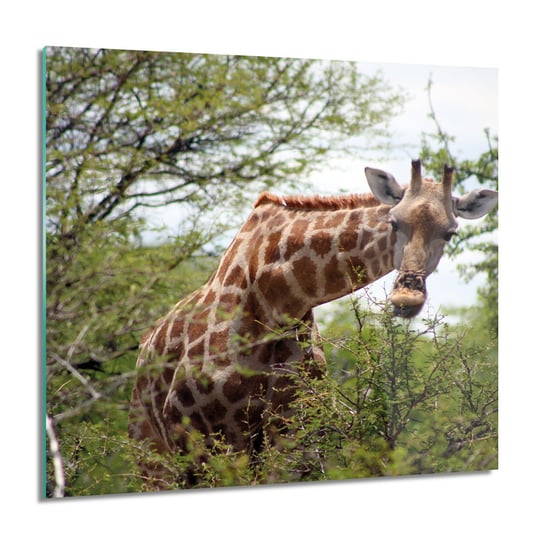 ArtprintCave, Obraz na szkle, Żyrafa dżungla las, 60x60 cm ArtPrintCave