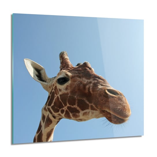 ArtprintCave, Obraz na szkle, Żyrafa głowa niebo, 60x60 cm ArtPrintCave