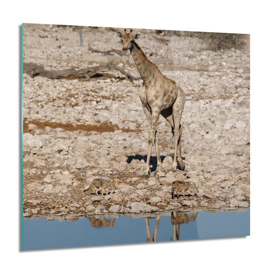 ArtprintCave, Obraz na szkle, Żyrafa szakale woda, 60x60 cm ArtPrintCave