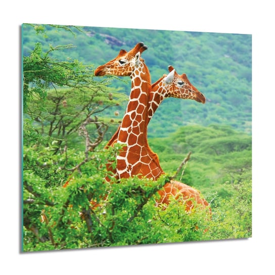 ArtprintCave, Obraz na szkle, Żyrafy drzewa natura, 60x60 cm ArtPrintCave