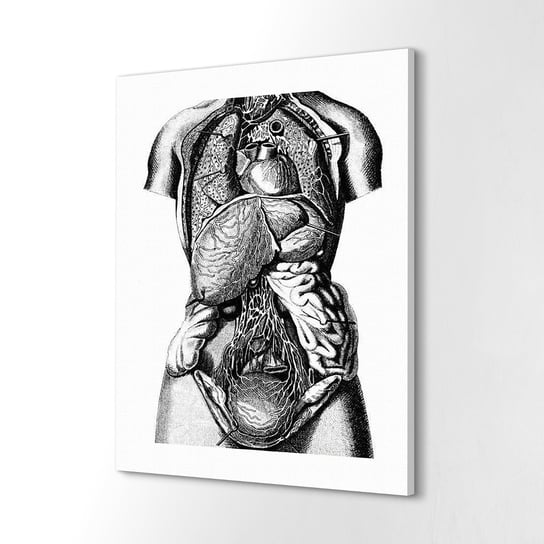 ArtprintCave, Obrazy drukowane canvas Ciało organy szkic, 60x80 cm ArtPrintCave