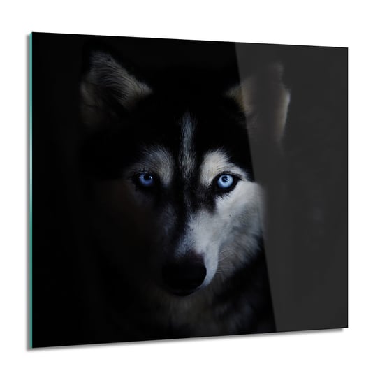 ArtprintCave, Oczy husky pies do sypialni foto szklane, 60x60 cm ArtPrintCave