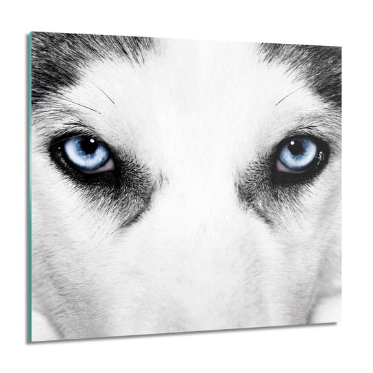 ArtprintCave, Oczy psa foto-obraz foto szklane, 60x60 cm ArtPrintCave