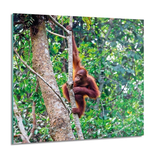 ArtprintCave, Orangutan las drzewo obraz szklany na ścianę, 60x60 cm ArtPrintCave