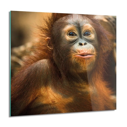 ArtprintCave, Orangutan mały małpa grafika foto szklane, 60x60 cm ArtPrintCave