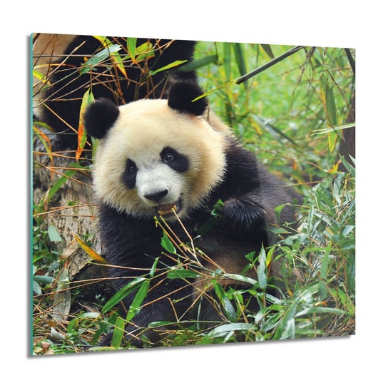 ArtprintCave, Panda bambus las  foto na szkle na ścianę, 60x60 cm ArtPrintCave