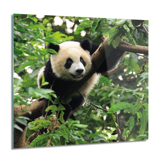 ArtprintCave, Panda las natura nowoczesne obraz na szkle, 60x60 cm ArtPrintCave