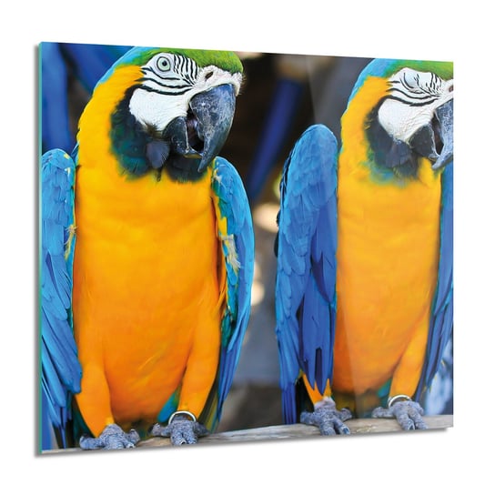 ArtprintCave, Papugi Ara ptaki do kuchni obraz na szkle, 60x60 cm ArtPrintCave