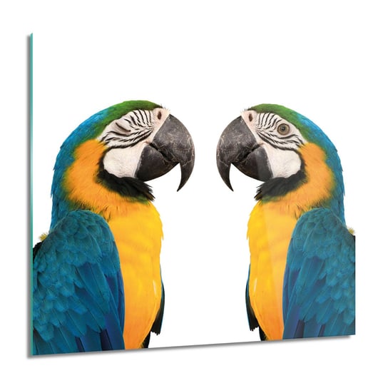 ArtprintCave, Papugi ARA ptaki obraz szklany na ścianę, 60x60 cm ArtPrintCave