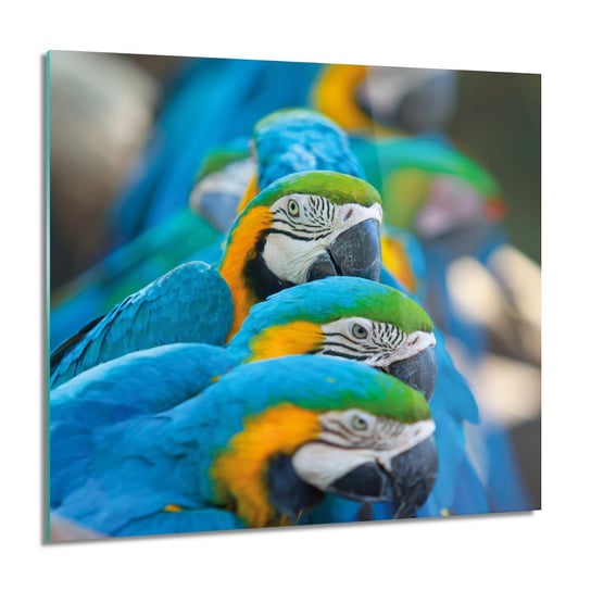 ArtprintCave, Papugi ARA w rzędzie obraz na szkle ścienny, 60x60 cm ArtPrintCave