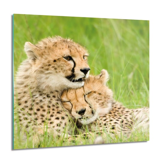 ArtprintCave, Para gepardy natura obraz na szkle, 60x60 cm ArtPrintCave