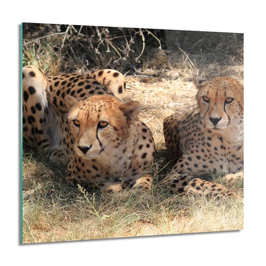 ArtprintCave, Para gepardy trawa obraz szklany na ścianę, 60x60 cm ArtPrintCave