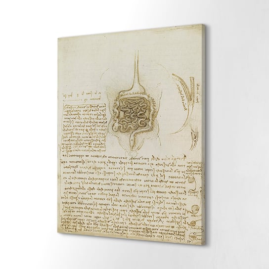 ArtprintCave, Wydruk na płótnie, Jelita żołądek Da Vinci, 60x80 cm ArtPrintCave