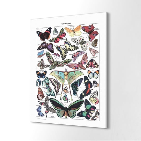 ArtprintCave, Wydruk na płótnie, Kolorowe motyle Natura, 40x60 cm ArtPrintCave