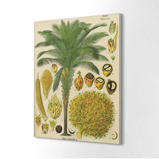 ArtprintCave, Wydruk na płótnie, Palma kokosowa Natura, 40x60 cm ArtPrintCave