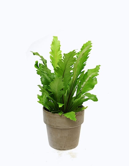 Asplenium Nidus Campio Paproć Zanokcica P12 DIXIE STORE