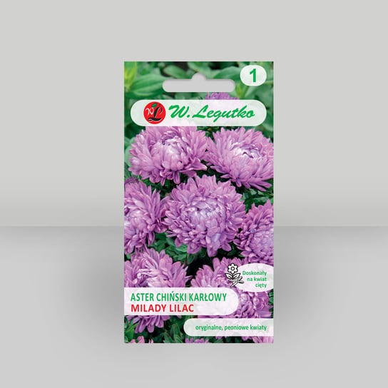 Aster chiński karłowy Milady Lilac liliowy Fioletowy 1g - Nasiona - W. Legutko W. Legutko