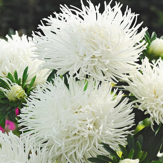 Aster Chryzantemowy Wysoki Biały nasiona kwiatów nasiona astrów Toraf