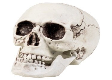 Aster, czaszka z ruchomą szczęką 17 x 15 cm Aster