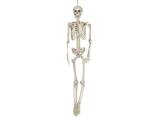 Aster, dekoracja na Halloween, szkielet Aster