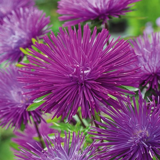 Aster igiełkowy wysoki- fioletowy nasiona kwiatów Toraf