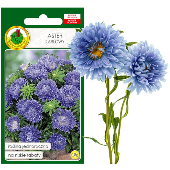 Aster Karłowy Niebieski Na Rabaty Kwiat Nasiona PNOS