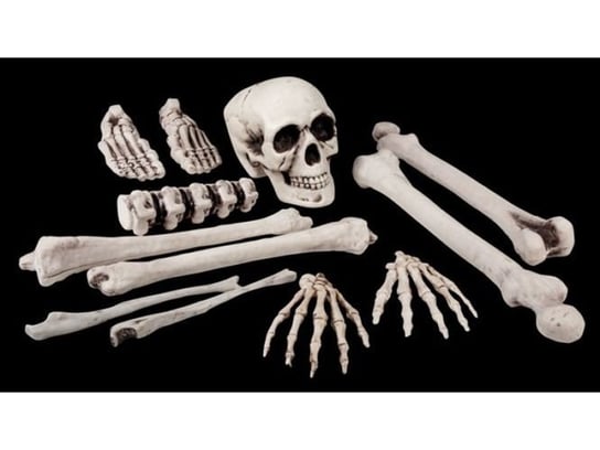 Aster, szkielet zestaw kości Aster