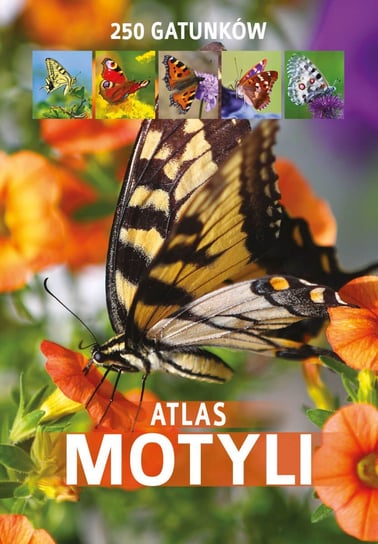 Atlas motyli Twardowska Kamila