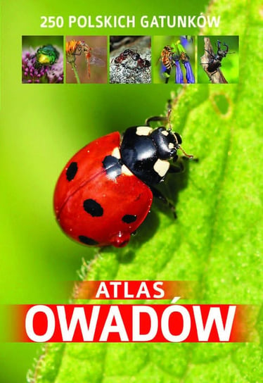 Atlas owadów. 250 polskich gatunków Twardowski Jacek, Twardowska Kamila