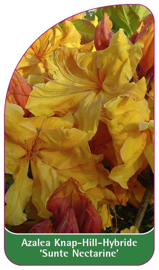 Azalea 'Sunte Nectarine' - Euroflora | Sklep EMPIK.COM