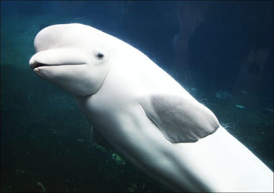 Baluga Whales at Mystic Aquarium, Carol Highsmith - plakat 100x70 cm Galeria Plakatu