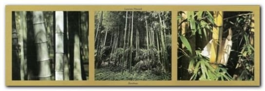 Bambous plakat obraz 95x33cm Wizard+Genius