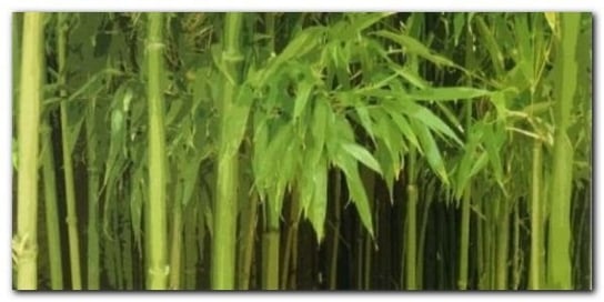 Bambu plakat obraz 100x50cm Wizard+Genius