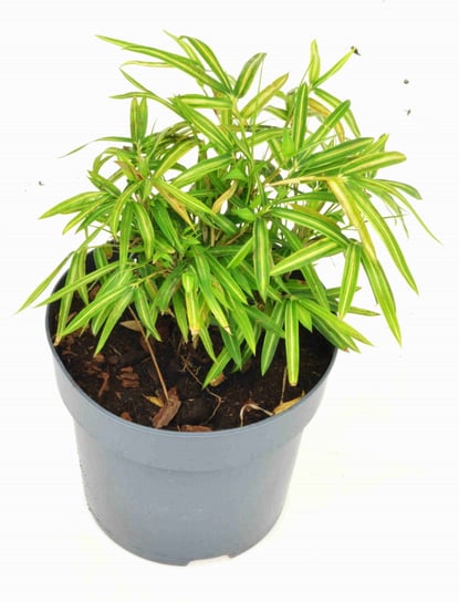 Bambus plejoblast pstry Pleioblastus variegatus  P14 DIXIE STORE