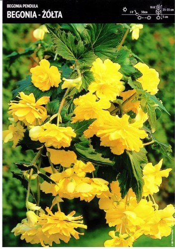 Begonia Kaskadowa - Żółta 3 szt. BENEX