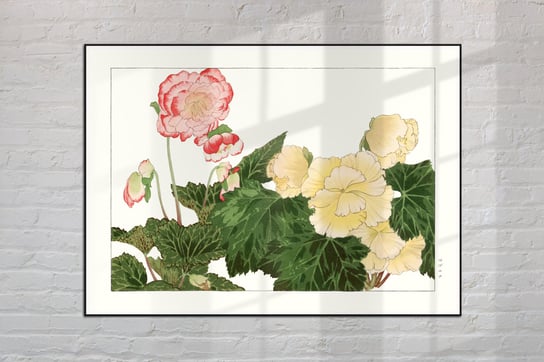 Begonia Plakat Japonia Grafika Vintage 30x40 cm (A3) / DodoPrint Dodoprint