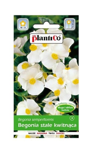 Begonia stale kwitnąca biała zielonolistna Barbara 0,1 g Plantico Inna marka