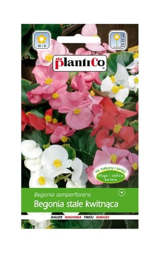 Begonia stale kwitnąca zielonolistna mix 0,1 g Plantico Inna marka